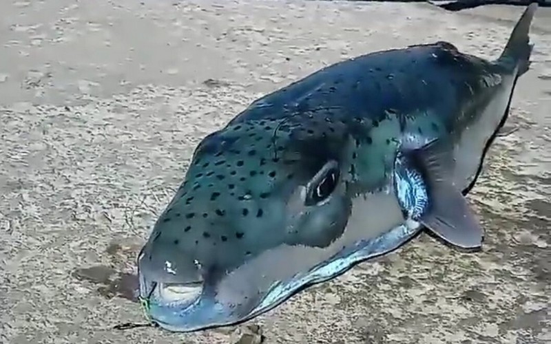 Ψαρεύτηκε λαγοκέφαλος “τέρας”(photo)