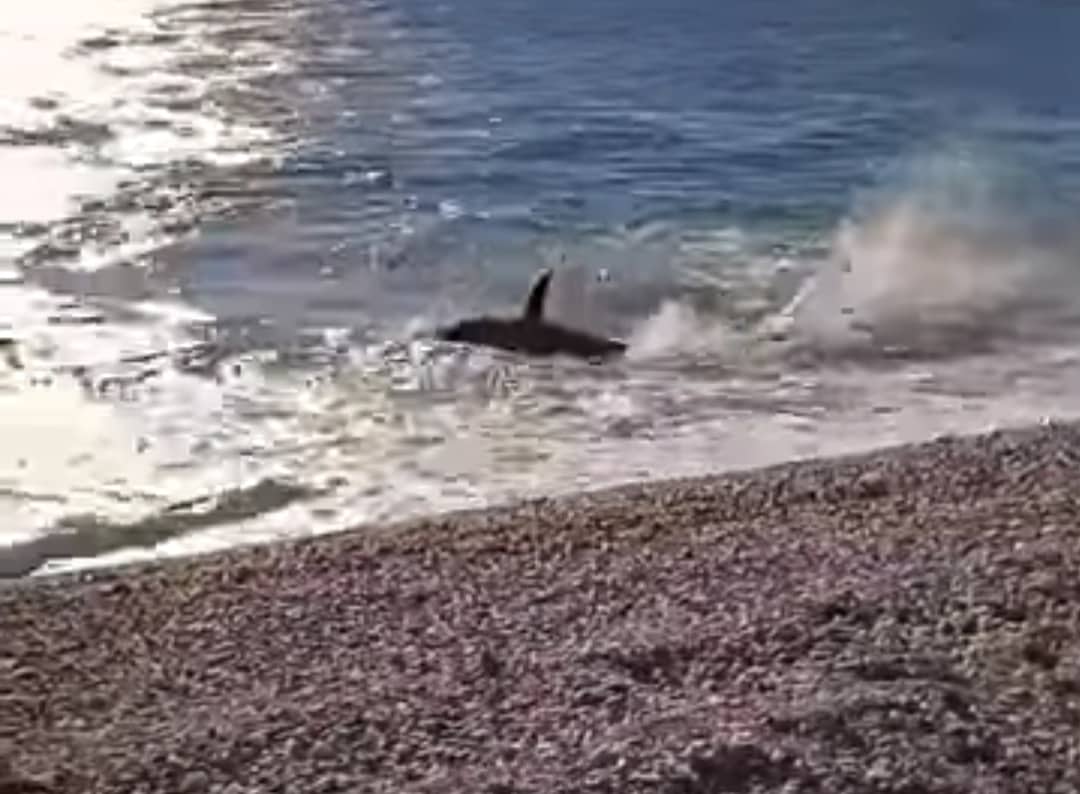 Ψάρι τρόμαξε λουόμενους σε παραλία (video)