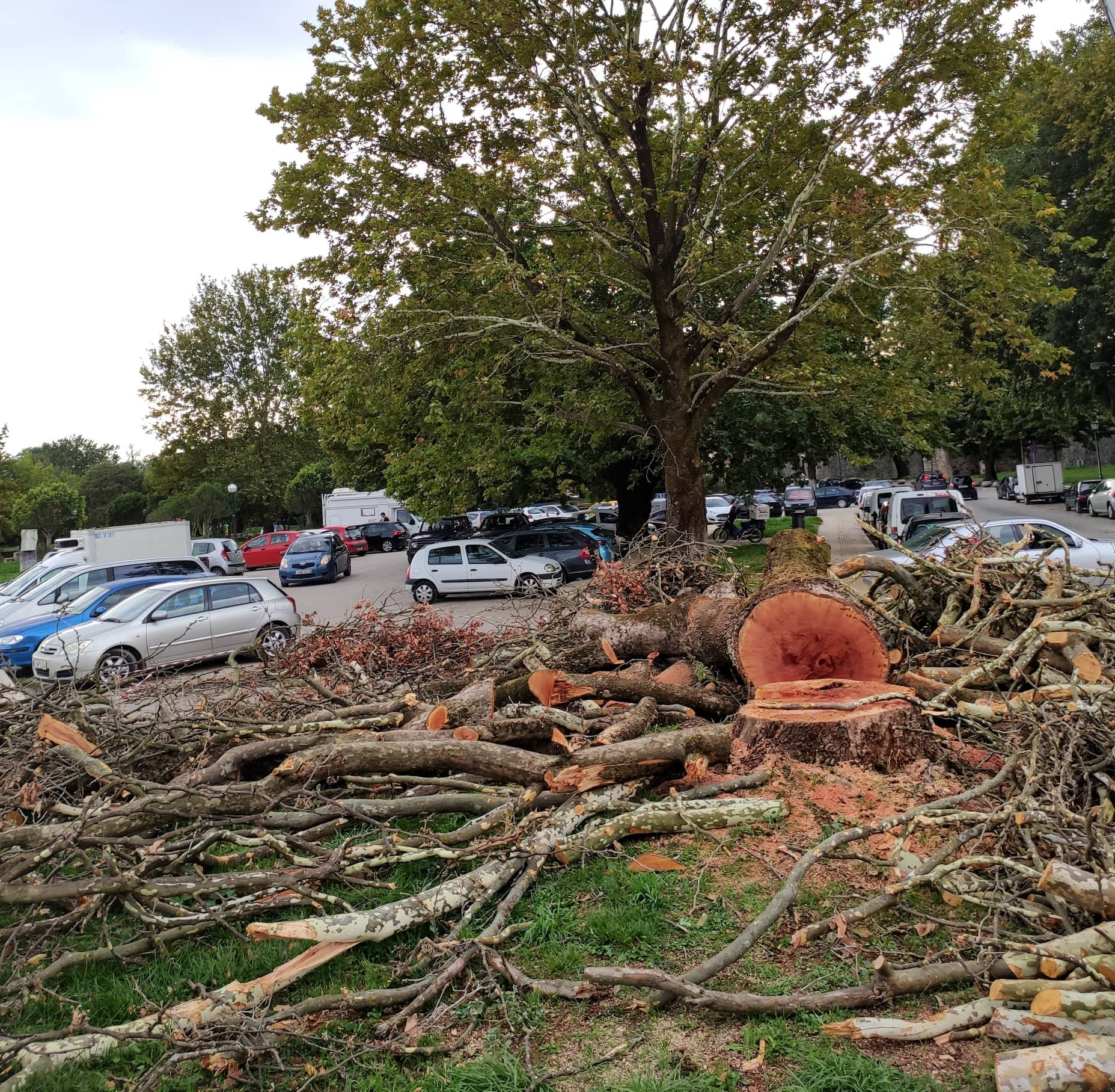 Νέα κοπή δέντρων ( Photo)