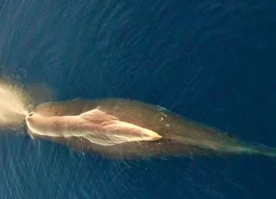 falaina fysitiras 29 8 22.jpg