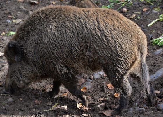 agriogourouno-voltes-giannenagr