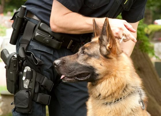 dog-giannena-astinomia-germania;diethni