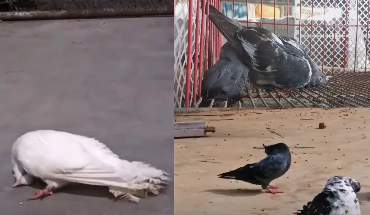 Βρετανία: Μυστήριο με περιστέρια-ζόμπι