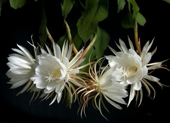 Epiphyllum-oxypetalum-louloudi-spanio-giannenagr