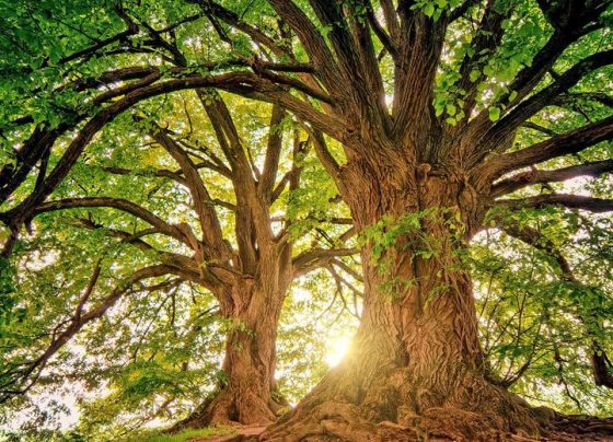 dentra-festival-giannenagr