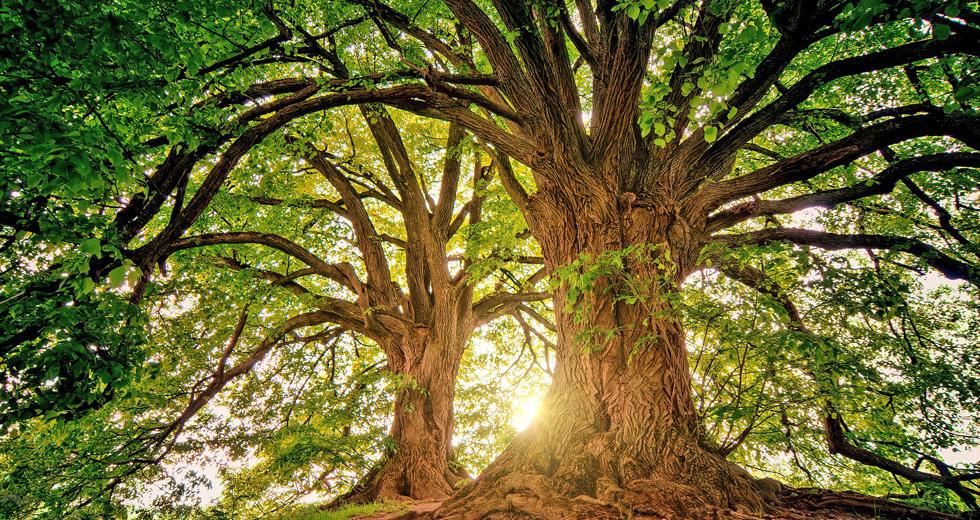 Ιωάννινα: “Το Φεστιβάλ των Δέντρων”