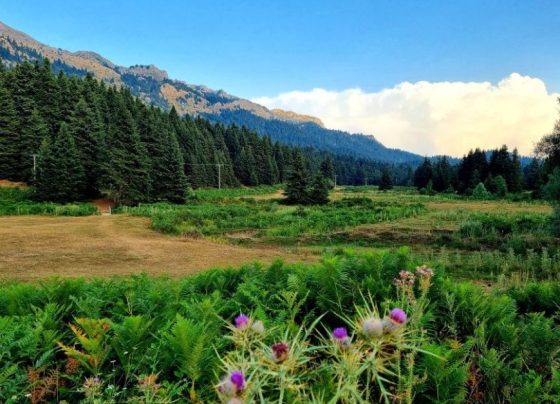 giannena.gr-ioannina-blog-tips-metra-prolipsis-pirkagias