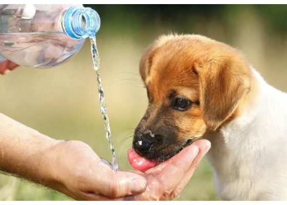 Προστασία αδέσποτων ζώων κατά τη διάρκεια του καλοκαιριού: Συμβουλές για φροντίδα