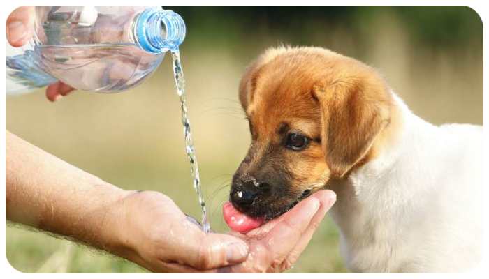 Προστασία αδέσποτων ζώων κατά τη διάρκεια του καλοκαιριού: Συμβουλές για φροντίδα