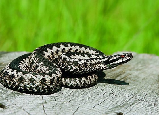 Φίδι στο σπίτι