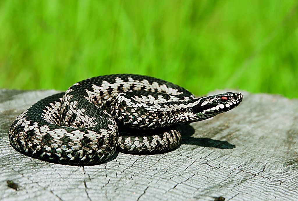 Πώς Να Αντιμετωπίσεις Ένα Φίδι στο Σπίτι ή στην Αυλή Σου: 5 Συμβουλές για σωστή αντιμετώπιση και Οδηγίες